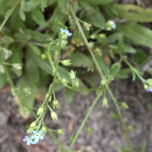 Myosotis laxa subsp. caespitosa at Paddys River, ACT - 1 Dec 2019 04:32 PM