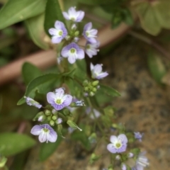 Veronica anagallis-aquatica (Blue Water Speedwell) at Paddys River, ACT - 1 Dec 2019 by Jubeyjubes
