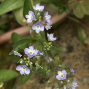 Veronica anagallis-aquatica at Paddys River, ACT - 1 Dec 2019