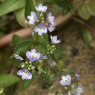 Veronica anagallis-aquatica (Blue Water Speedwell) at Bullen Range - 1 Dec 2019 by Jubeyjubes