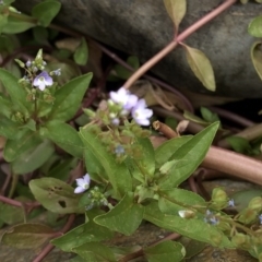 Veronica anagallis-aquatica at Paddys River, ACT - 1 Dec 2019