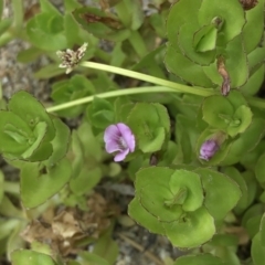 Gratiola peruviana (Australian Brooklime) at Bullen Range - 1 Dec 2019 by Jubeyjubes