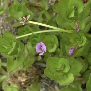 Gratiola peruviana at Paddys River, ACT - 1 Dec 2019