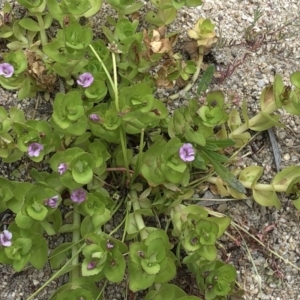 Gratiola peruviana at Paddys River, ACT - 1 Dec 2019 04:34 PM