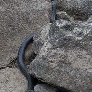 Pseudechis porphyriacus at Paddys River, ACT - 1 Dec 2019