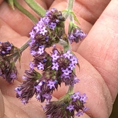 Verbena incompta (Purpletop) at Paddys River, ACT - 1 Dec 2019 by Jubeyjubes