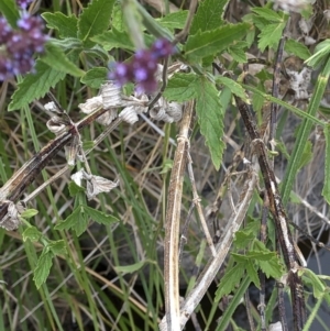 Verbena incompta at Paddys River, ACT - 1 Dec 2019 04:56 PM