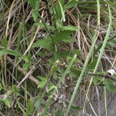 Verbena incompta at Paddys River, ACT - 1 Dec 2019 04:56 PM