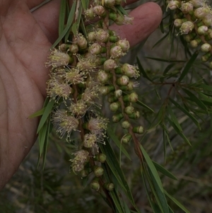 Callistemon sieberi at Paddys River, ACT - 1 Dec 2019 04:58 PM