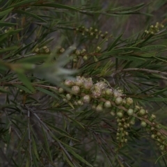 Callistemon sieberi at Paddys River, ACT - 1 Dec 2019 04:58 PM