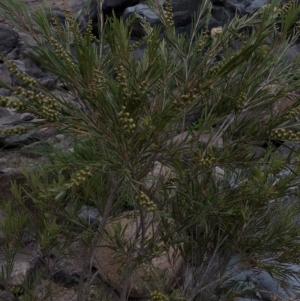 Callistemon sieberi at Paddys River, ACT - 1 Dec 2019