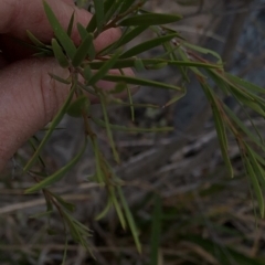 Callistemon sieberi at Paddys River, ACT - 1 Dec 2019 04:58 PM