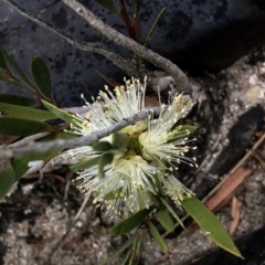 Callistemon sieberi (River Bottlebrush) at Paddys River, ACT - 1 Dec 2019 by Jubeyjubes