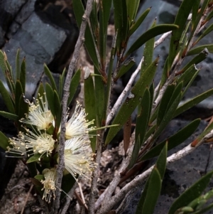 Callistemon sieberi at Paddys River, ACT - 1 Dec 2019