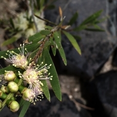 Callistemon sieberi at Paddys River, ACT - 1 Dec 2019