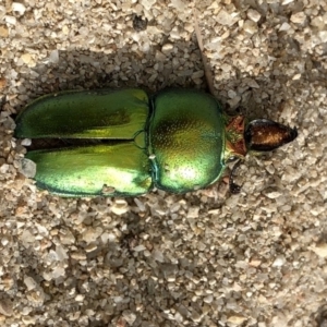 Lamprima aurata at Paddys River, ACT - 1 Dec 2019 05:19 PM