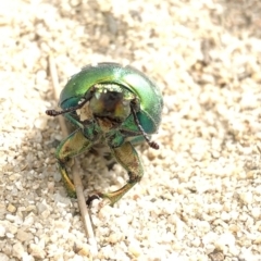 Lamprima aurata at Paddys River, ACT - 1 Dec 2019