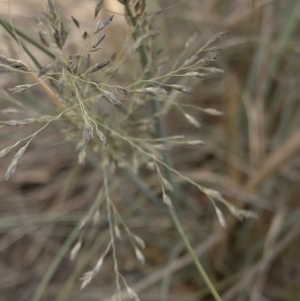 Eragrostis curvula at Paddys River, ACT - 1 Dec 2019