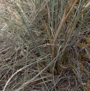 Eragrostis curvula at Paddys River, ACT - 1 Dec 2019 05:21 PM