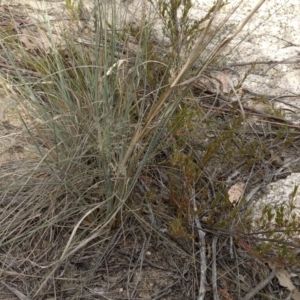 Eragrostis curvula at Paddys River, ACT - 1 Dec 2019 05:21 PM