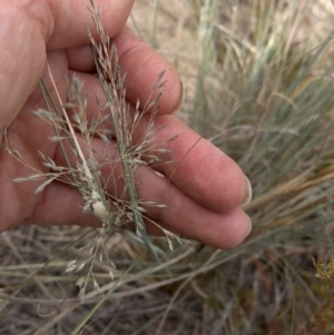 Eragrostis curvula at Paddys River, ACT - 1 Dec 2019