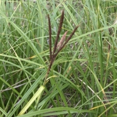 Carex polyantha (A Sedge) at Paddys River, ACT - 1 Dec 2019 by Jubeyjubes