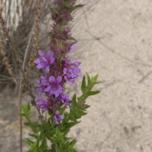 Lythrum salicaria at Paddys River, ACT - 1 Dec 2019 05:27 PM