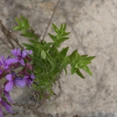 Lythrum salicaria at Paddys River, ACT - 1 Dec 2019 05:27 PM