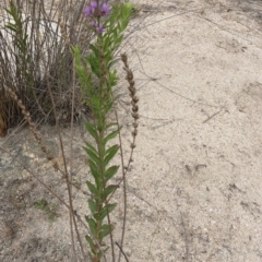 Lythrum salicaria at Paddys River, ACT - 1 Dec 2019 05:27 PM