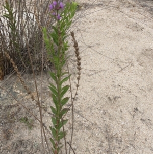 Lythrum salicaria at Paddys River, ACT - 1 Dec 2019