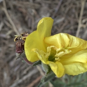 Oenothera stricta subsp. stricta at Paddys River, ACT - 1 Dec 2019 05:43 PM