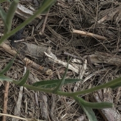 Oenothera stricta subsp. stricta at Paddys River, ACT - 1 Dec 2019 05:43 PM