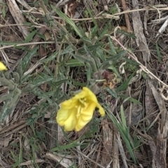 Oenothera stricta subsp. stricta at Paddys River, ACT - 1 Dec 2019