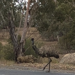 Dromaius novaehollandiae (Emu) at Coree, ACT - 1 Dec 2019 by Jubeyjubes