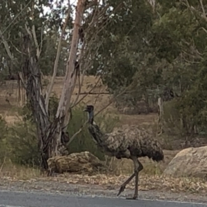 Dromaius novaehollandiae at Coree, ACT - 1 Dec 2019 05:54 PM