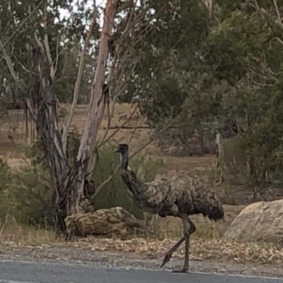 Dromaius novaehollandiae (Emu) at Cotter Reserve - 1 Dec 2019 by Jubeyjubes