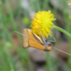 Philobota undescribed species near arabella (A concealer moth) at Aranda, ACT - 5 Nov 2012 by JanetRussell