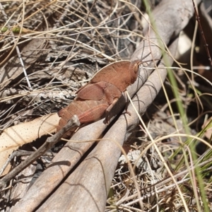 Goniaea australasiae at Tennent, ACT - 1 Dec 2019