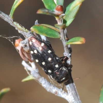 Diphucrania duodecimmaculata (12-spot jewel beetle) at Hackett, ACT - 1 Dec 2019 by Harrisi