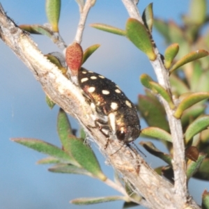 Diphucrania duodecimmaculata at Hackett, ACT - 1 Dec 2019