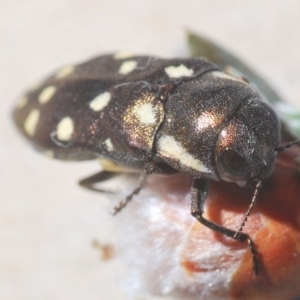 Diphucrania duodecimmaculata at Hackett, ACT - 1 Dec 2019