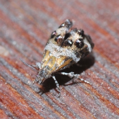 Tebenna micalis (Small Thistle Moth) at Belconnen, ACT - 1 Dec 2019 by Harrisi