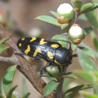 Castiarina octospilota (A Jewel Beetle) at Black Mountain - 1 Dec 2019 by Harrisi