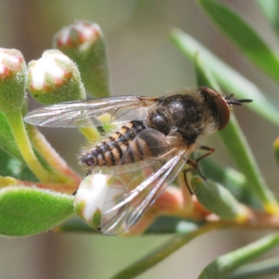 Bombyliidae (family) (Unidentified Bee fly) at Wee Jasper, NSW - 1 Dec 2019 by Harrisi