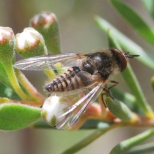 Bombyliidae (family) at Wee Jasper, NSW - 1 Dec 2019