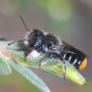 Megachile ferox at Wee Jasper, NSW - 1 Dec 2019