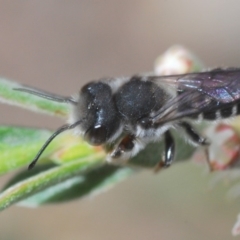 Megachile ferox at Wee Jasper, NSW - 1 Dec 2019 01:09 PM
