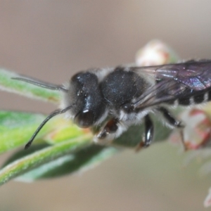 Megachile ferox at Wee Jasper, NSW - 1 Dec 2019