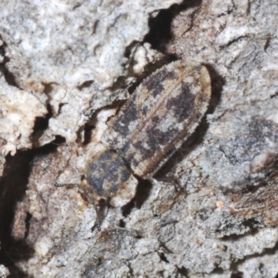Leperina sp. (genus) (Trogossitid beetle) at Wee Jasper, NSW - 1 Dec 2019 by Harrisi