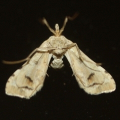 Sceliodes cordalis at Tathra Public School - 28 Nov 2019 04:07 AM
